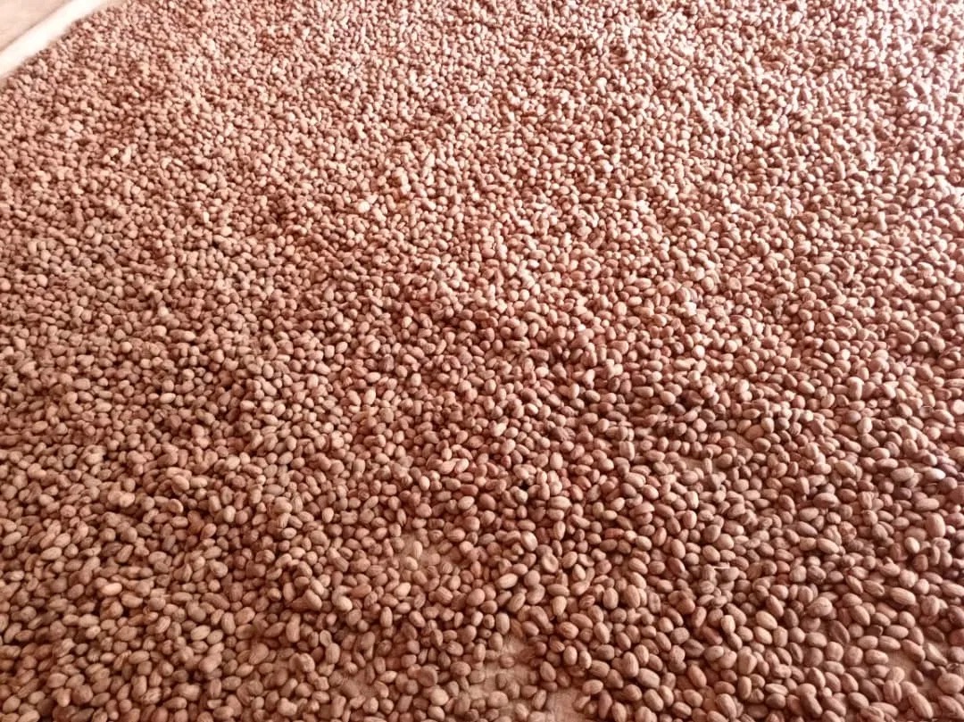 Shea nuts drying ahead of processing
