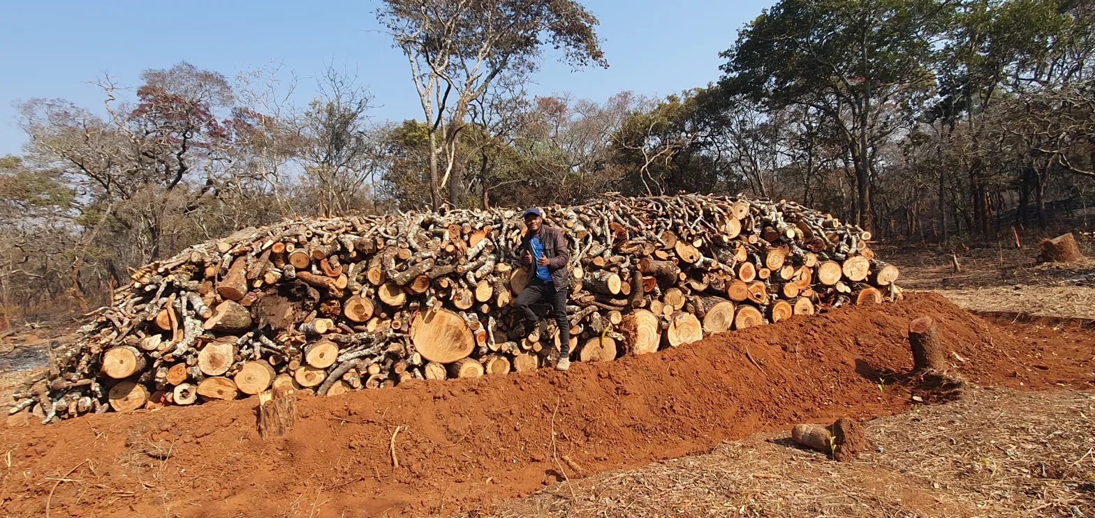 Fuel-wood stockpile prepared for processing operations